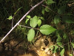 Rubus glaucus