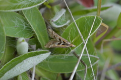 Diasemia grammalis