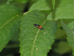 Eutomostethus ephippium vopiscus