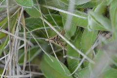 Diasemia grammalis