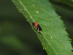 Eutomostethus ephippium vopiscus
