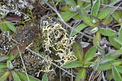 Xanthoparmelia reptans
