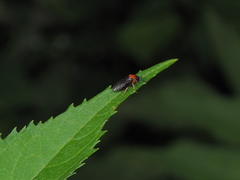 Eutomostethus ephippium vopiscus