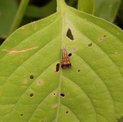 Tricyanaula aurantiaca