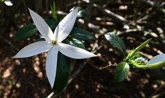 Leptactina delagoensis