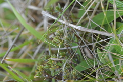 Pimelea oreophila