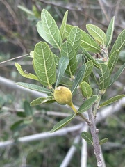 Ficus capreifolia