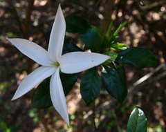 Leptactina delagoensis