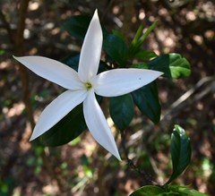 Leptactina delagoensis