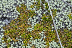 Coprosma perpusilla