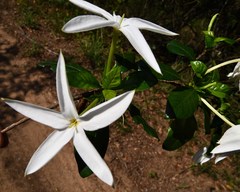 Leptactina delagoensis