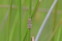 Eudonia chalara