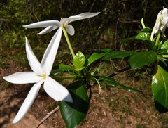 Leptactina delagoensis