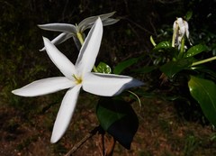 Leptactina delagoensis