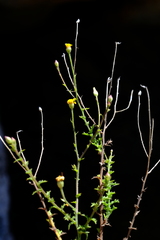 Osteospermum rigidum