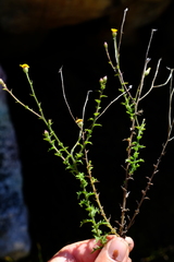 Osteospermum rigidum