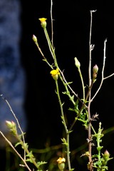 Osteospermum rigidum