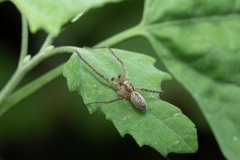 Anyphaena alboirrorata