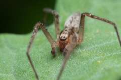 Anyphaena alboirrorata