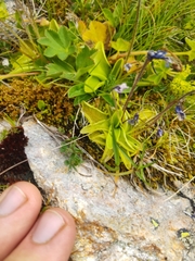 Pinguicula balcanica