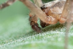 Anyphaena alboirrorata