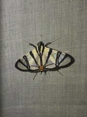 Conchylodes nolckenialis