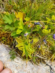 Pinguicula balcanica