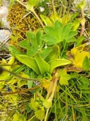 Pinguicula balcanica