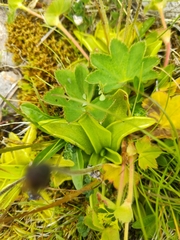 Pinguicula balcanica