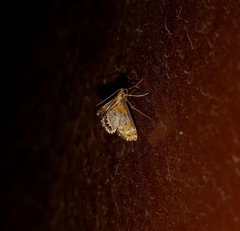 Nymphicula
