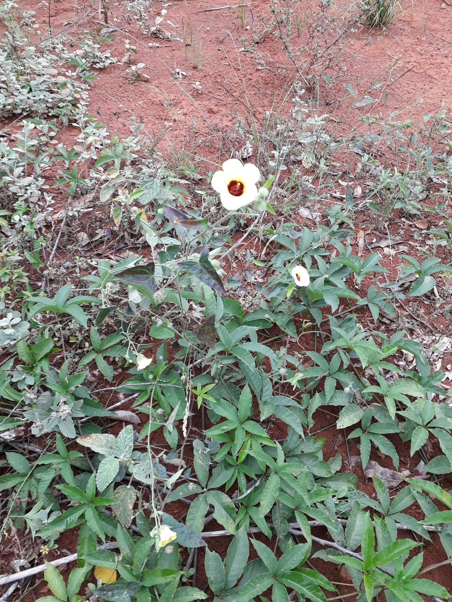 Pavonia cancellata