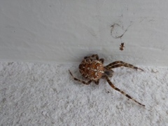 Araneus diadematus