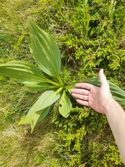 Gentiana