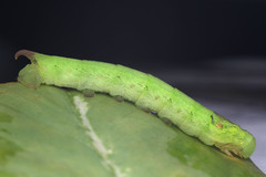 Eupanacra