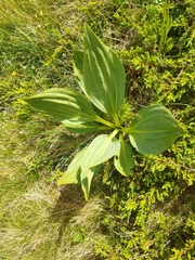 Gentiana