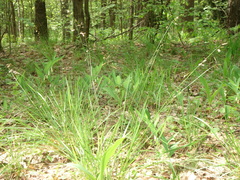 Anthoxanthum australe