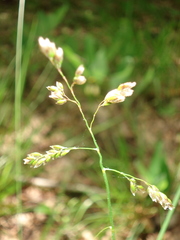 Anthoxanthum australe