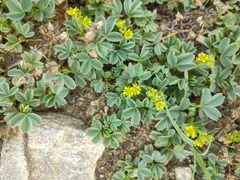 Sibbaldia parviflora