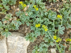 Sibbaldia parviflora