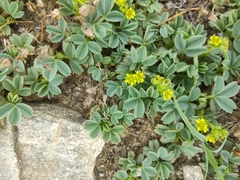Sibbaldia parviflora