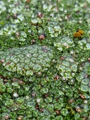 Pterygopappus lawrencei