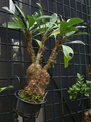 Myrmecodia tuberosa
