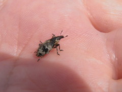 Bothynoderes affinis