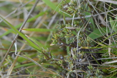 Pimelea oreophila
