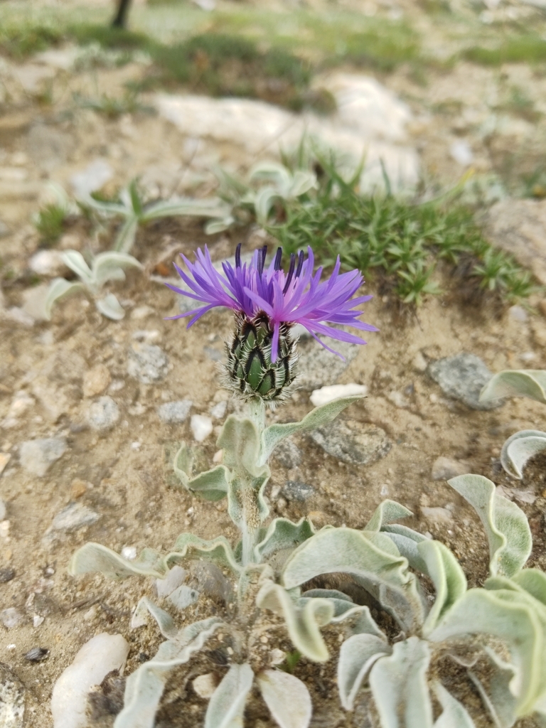 Centaurea pichleri