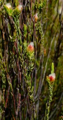 Lachnaea naviculifolia