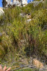 Lachnaea naviculifolia