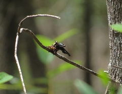 Blepharotes splendidissimus