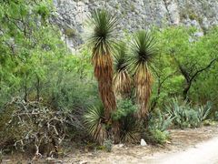Yucca linearifolia