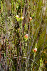 Lachnaea naviculifolia